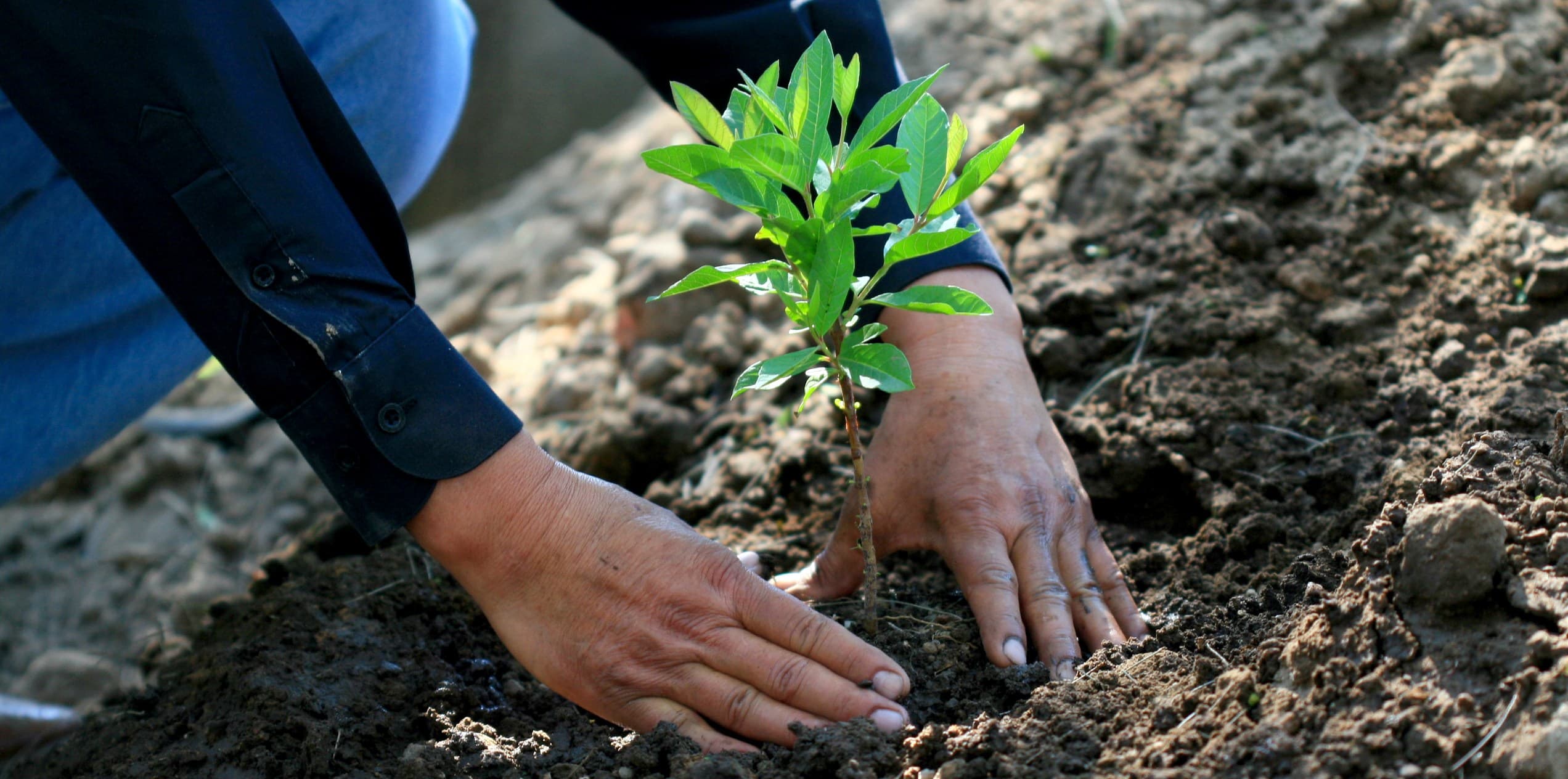 Forest Restoration Initiative project thumbnail